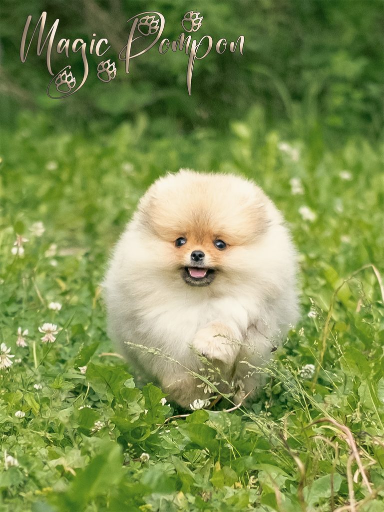 Щенок рыжего померанского шпица в 3 месяца, питомник Magic Pompon